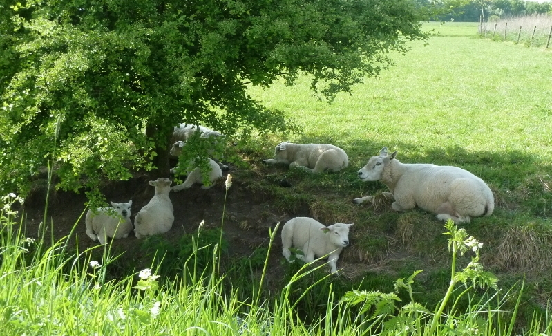 Stress in de natuur - Eigenspoor natuurcoaching